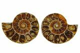 Cut & Polished Agatized Ammonite Fossils - 1 1/4" Size - Photo 3